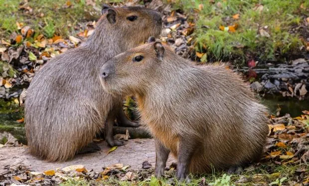Dva kapibara sedící vedle sebe v přírodě s listím.