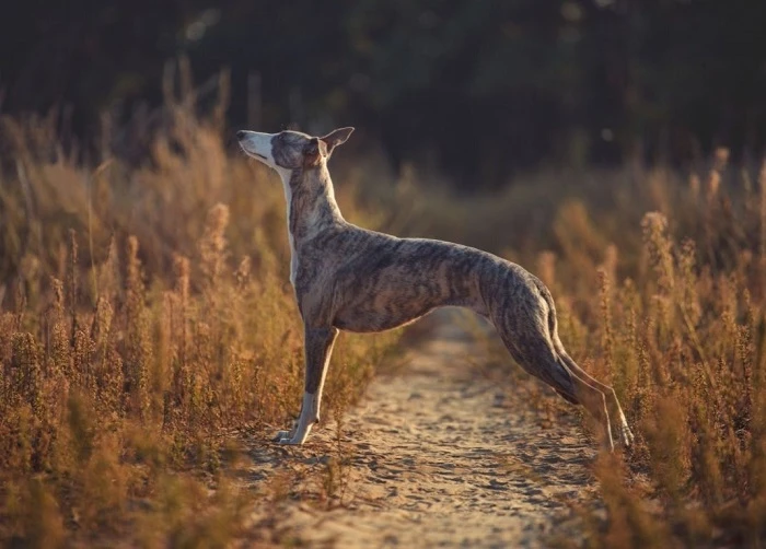 Brindle whippet pes stojí na cestičce v trávě.