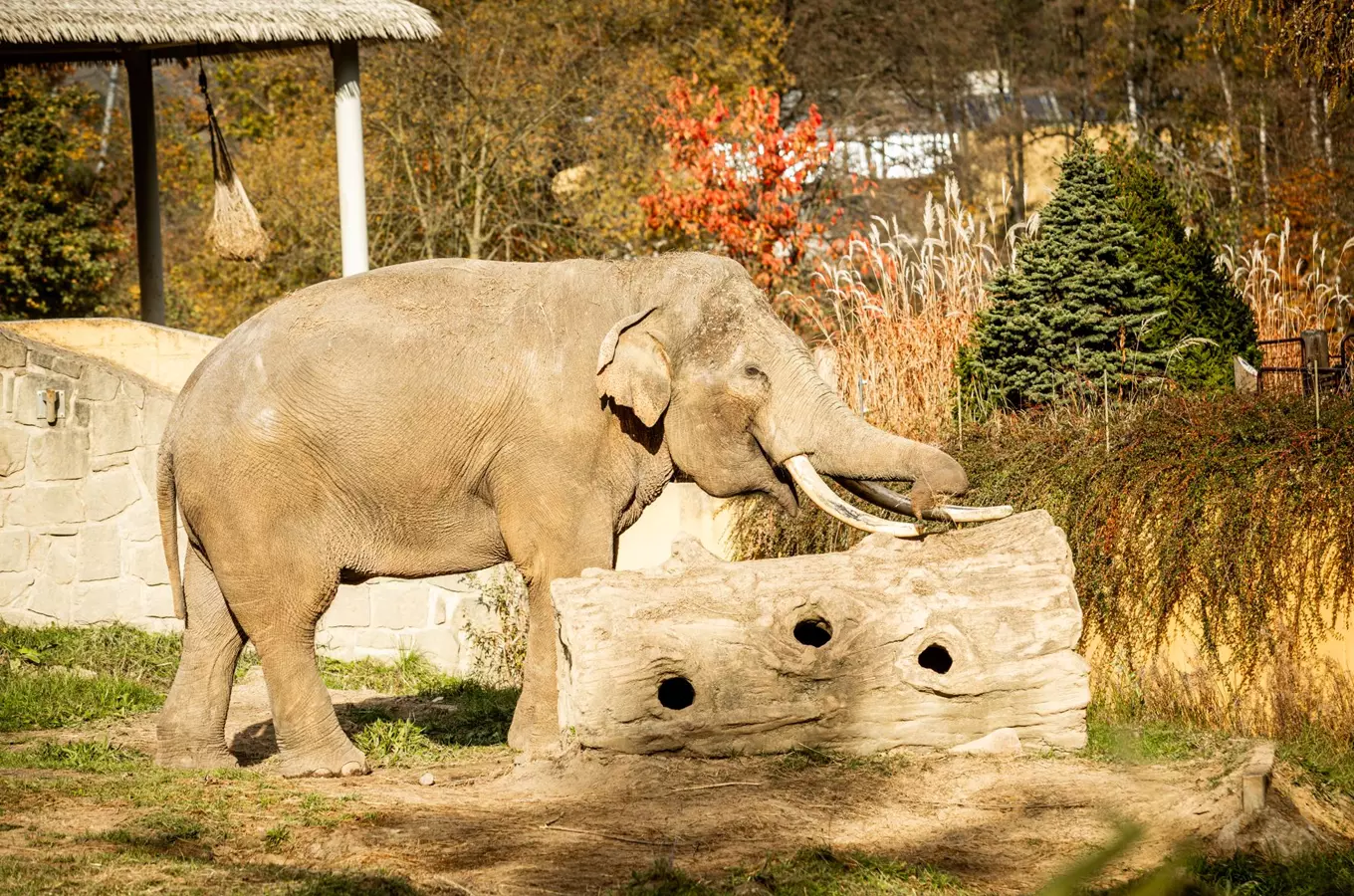 Slon v ohradě zoologické zahrady s jesennou vegetací.