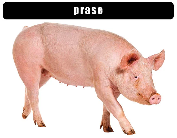 Růžové prasátko stojící v profilu na bílém pozadí.