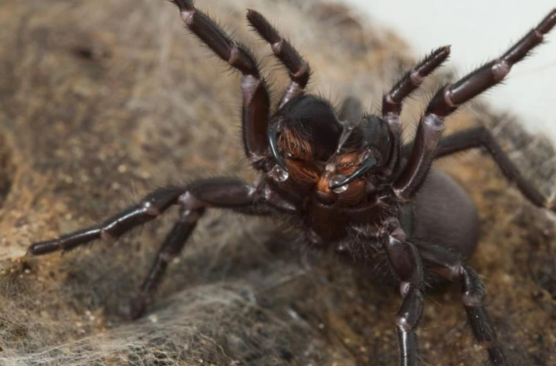 Detailní záběr na pavouka z čeledi Tarantuly.
