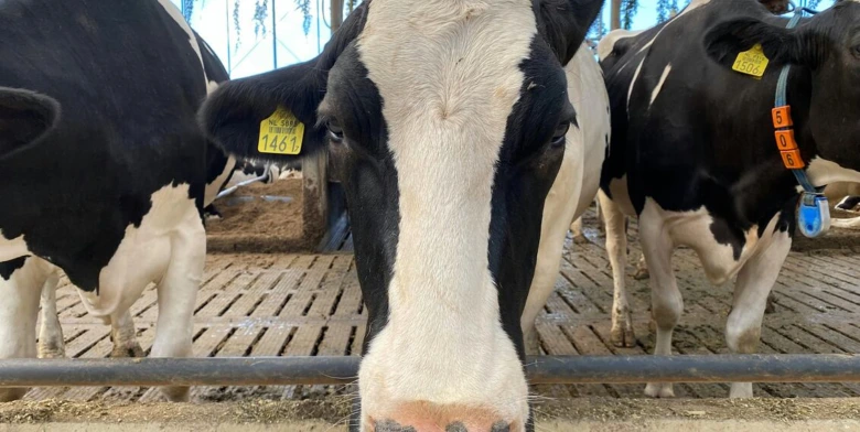 Černobílá kráva holštýnského plemene v chovu na farmě.