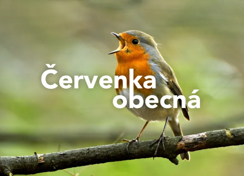 Červenka obecná sedící na větvi v přírodě.