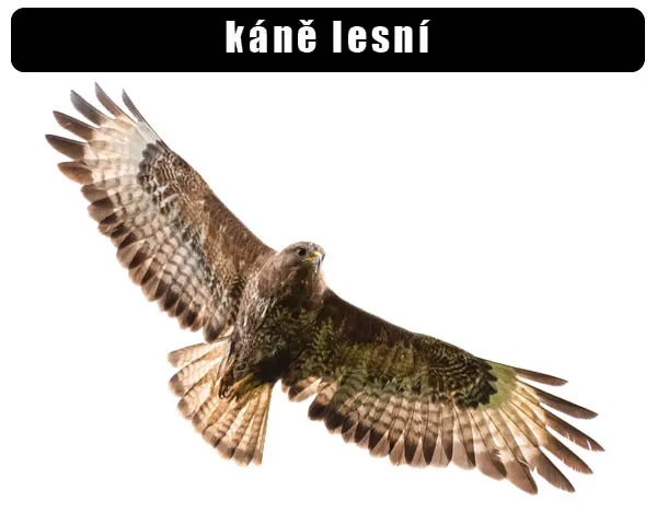 Káně lesní v letu s roztaženými křídly na bílém pozadí.