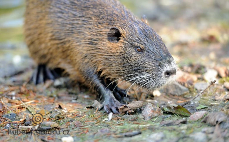 Ondatra pižmová, coypu, v přírodě na zemi.