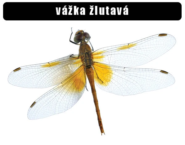 Žlutavá vážka s detailním zobrazením křídel a těla.