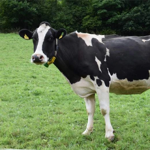 Černobílá kráva stojí na zelené louce s žlutými značkami v uších.