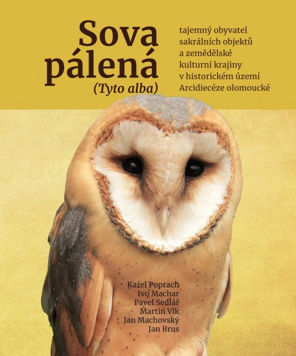 Portrét sovy pálené na žlutém pozadí z knihy o jejím výskytu.