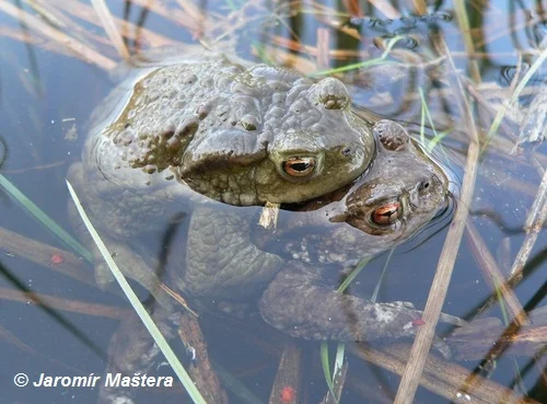 Ropucha obecná plavící se v rybníku mezi rostlinami.