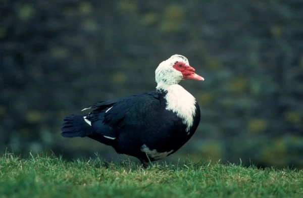 Pižmovka velká stojí na trávě s červenou kůží kolem očí.