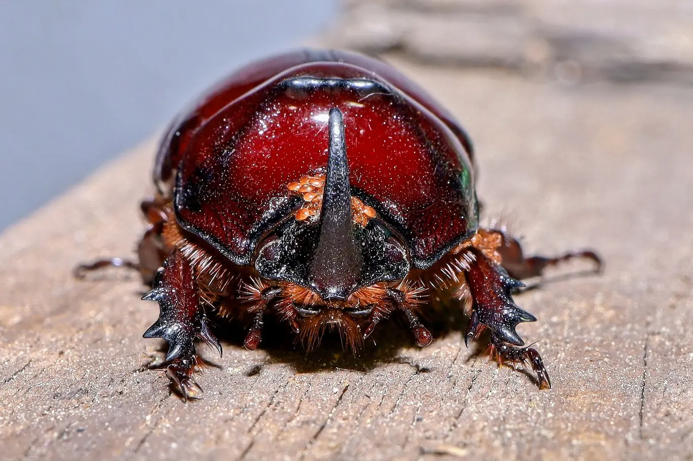 Rhinoceros beetle with horn