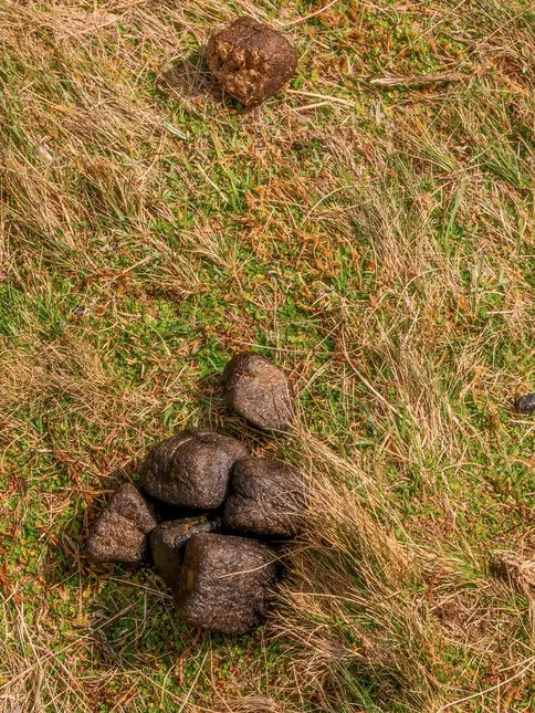 Skládané výkaly vombat trusu na trávnaté svahu.