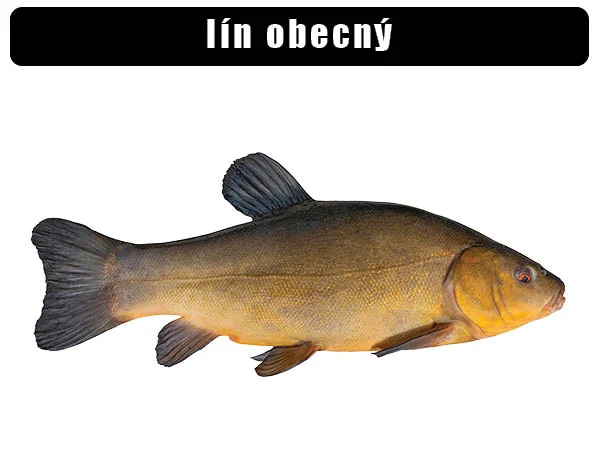 Fotografie lína obecného na bílém pozadí.