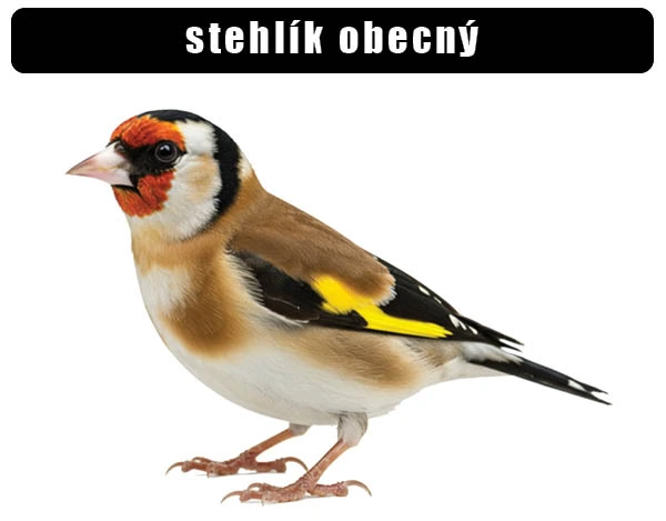 Stehlík obecný - pták s červenou tváří a žlutými křídly.