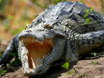 Krokodýl s otevřenou tlamou na zemi v přírodě.