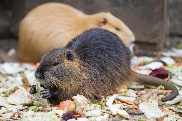 Nutrie se krmí zbytky zeleniny v přírodním prostředí.