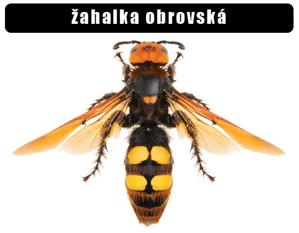 Evropská žahalka obrovská s výraznými žlutými skvrnami na zadečku.