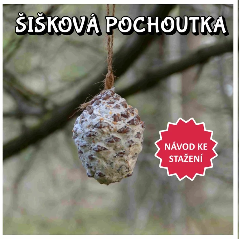 Větrný šiškový krmivo pro ptáky v zimě.