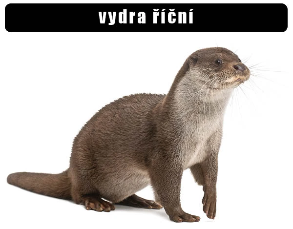 Vydra říční sedící na bílém pozadí s pohledem doprava.