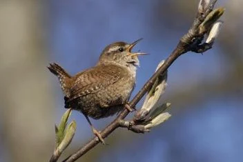 Small brown wren bird