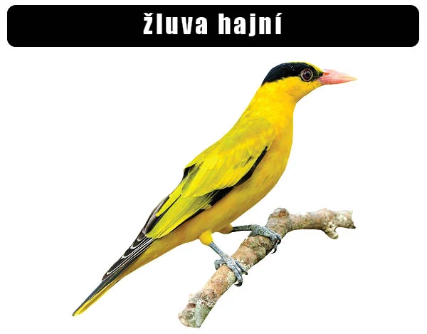 Žluva hajní sedící na větvi v přírodě.