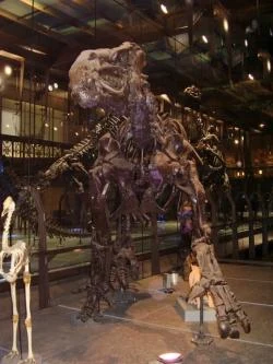 Iguanodon skeleton in museum