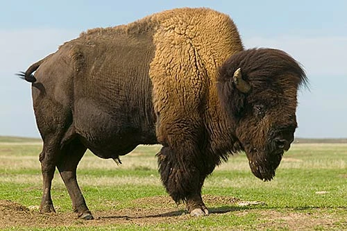 Americký bizon (tatanka) stojí na travnaté rovině.