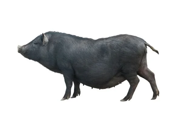 Černé prasata rasy mangalica na bílém pozadí.
