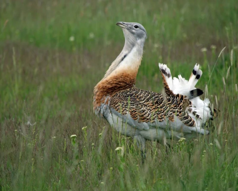 Great bustard bird
