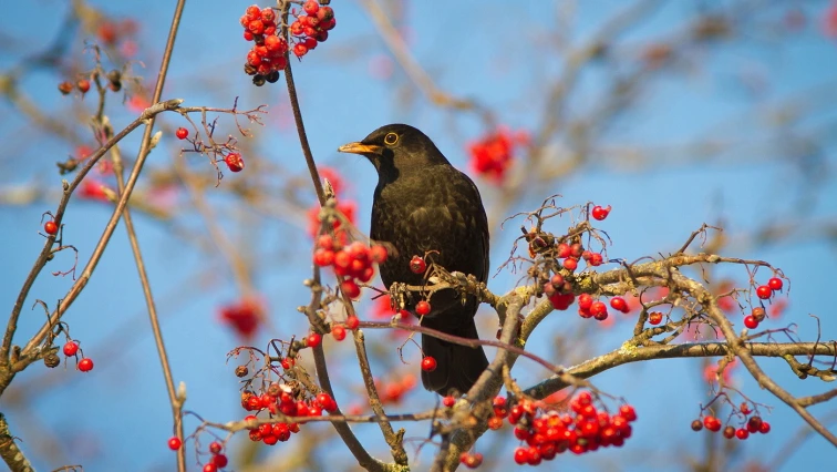 Male blackbird on branch