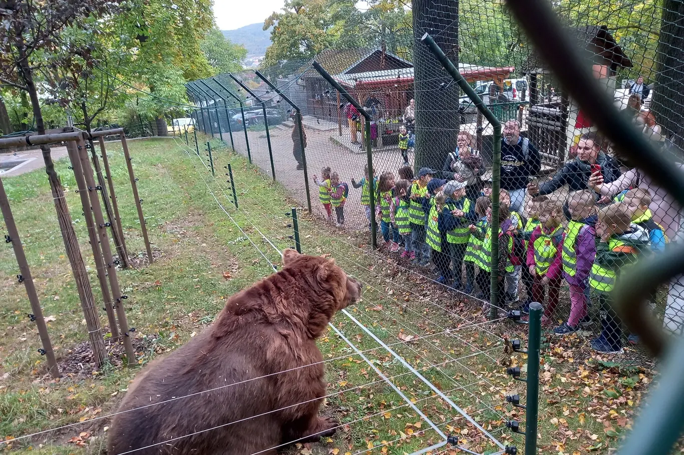 Hnědý medvěd v ohradě s dětmi ze školy.