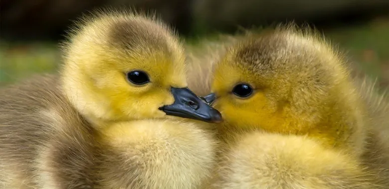 Dvě mladá kachňata se objímají v přírodě.