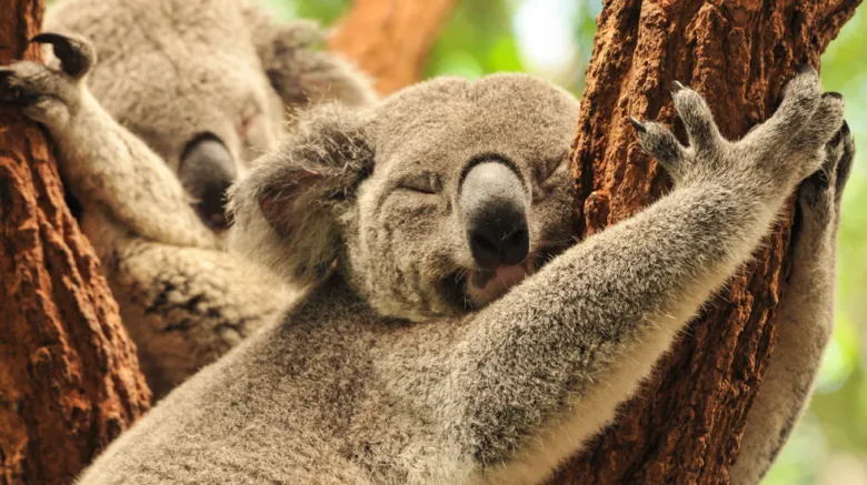 Spící kůla objímá strom v přírodě Austrálie.