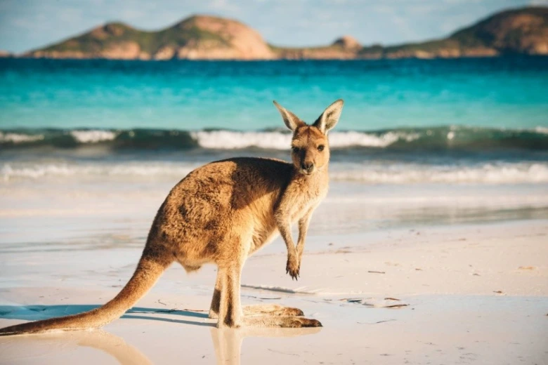Kanguru stojí na australské pláži s mořem v pozadí.