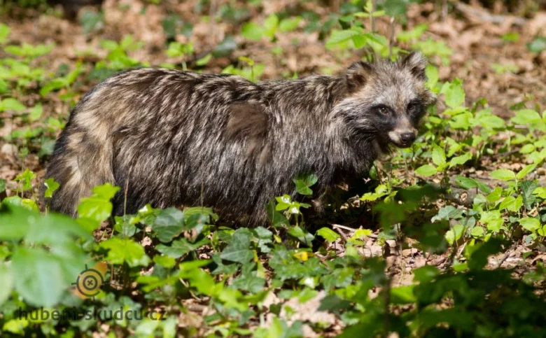 Pes mývalovitý (Nyctereutes procyonoides) v přírodě mezi zelenou vegetací.