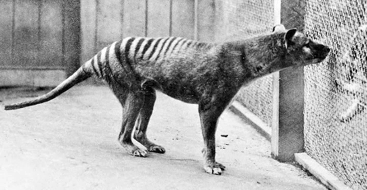 Historická fotografie tasmánského tygra v zajetí.
