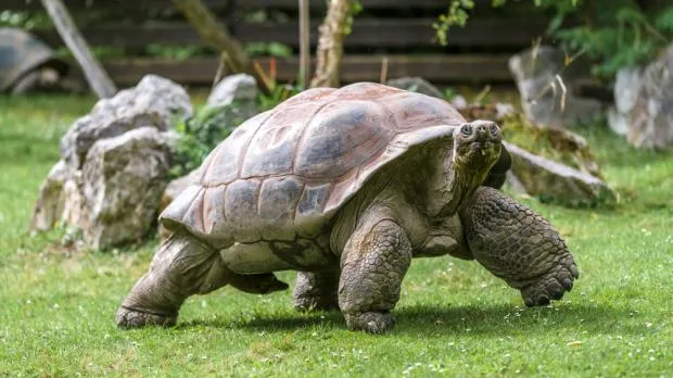 Velká želva sloní kráčí po trávníku s kameny v pozadí.