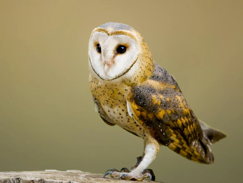 Barn owl perched on wood