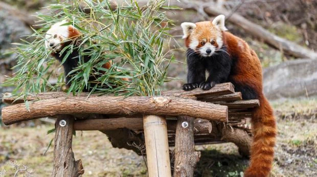 Dvě červená panda jedí bambus na dřevěném provizorním mostu.