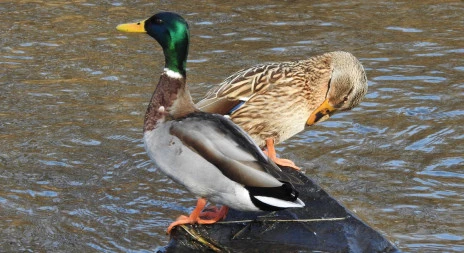 Dva kachníci sedí na vodě v přírodě.