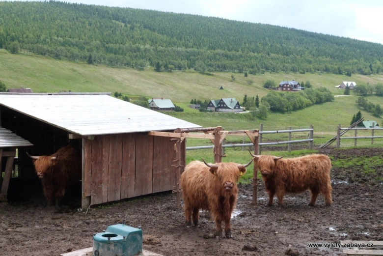 Tři skotové plemene highland na farmě u stodoly.