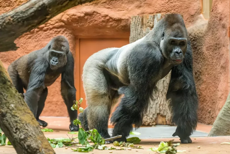Dva gorily chodí po zemi v umělém výběhu zoologické zahrady.