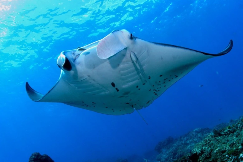 Giant manta ray swimming underwater