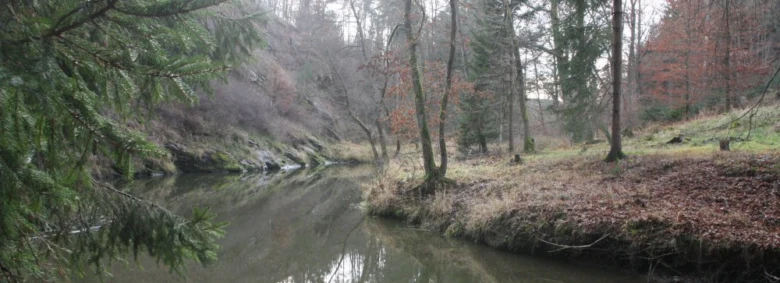 Řeka teče lesním údolím s borovicemi a listnatými stromy.