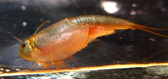 Fotografie pravěkého trilobitního škrabáka v akváriu.
