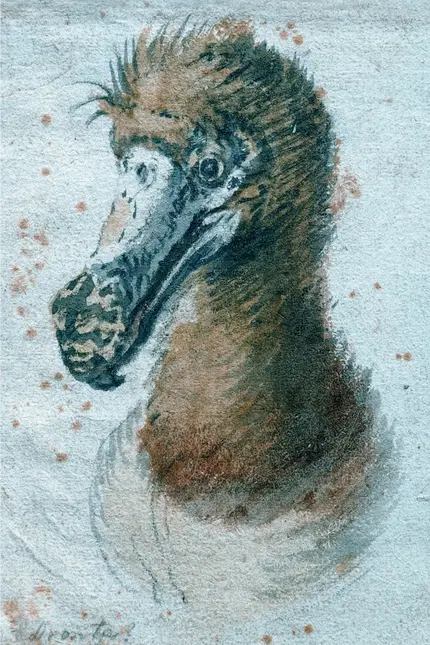 Ilustrace hlavy dronta mauricijského s charakteristickým zobákem.