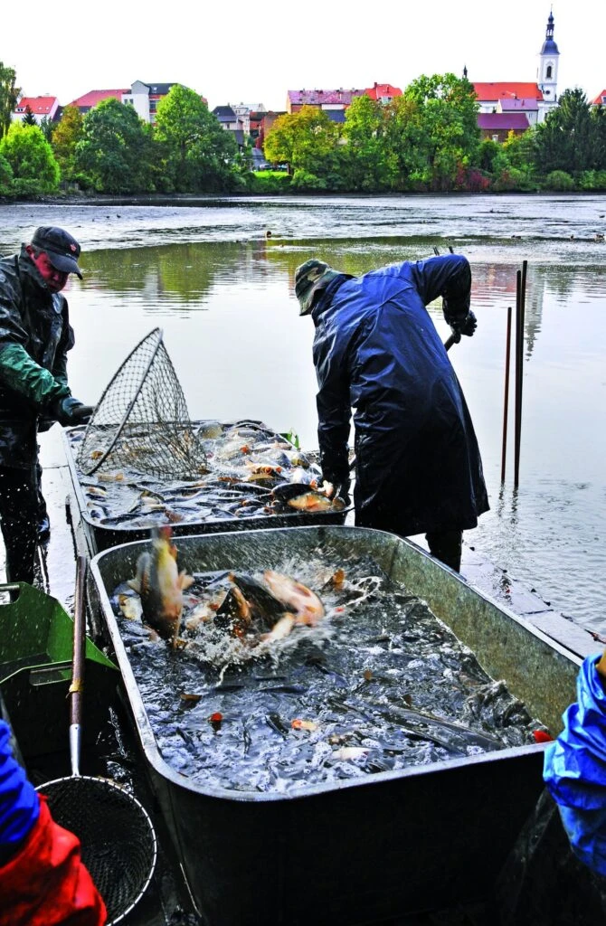 Rybaři s kapry v člunu na řece u města.