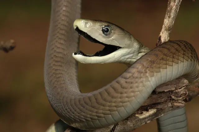 Černá mamba s otevřenou tlamou na větvi v přírodě.