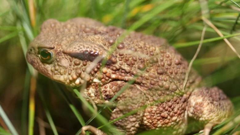 Common toad in grass