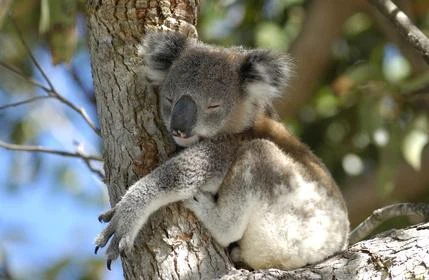 Spící koala přisedlý na kmeni stromu v přírodě.